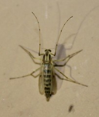 Chironomus crassicaudatus