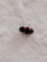 Trogoderma angustum