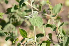 Afrocanthium gilfillanii