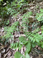 Zanthoxylum piperitum