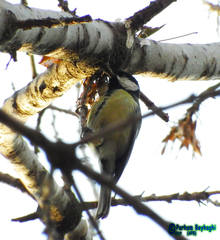 Parus major