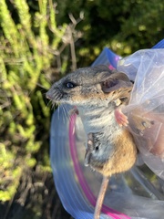 Peromyscus californicus