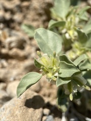 Acleisanthes nevadensis