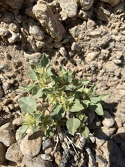 Acleisanthes nevadensis