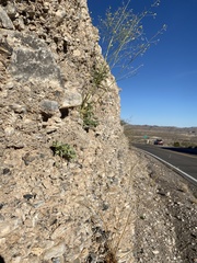 Acleisanthes nevadensis