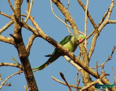 Psittacula eupatria