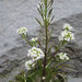 Pachycladon latisiliqua - Photo (c) Alice Shanks, algunos derechos reservados (CC BY-NC), subido por Alice Shanks