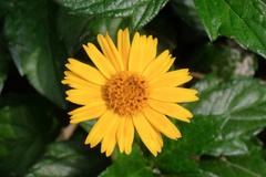 Sphagneticola calendulacea