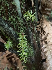 Phlegmariurus varius