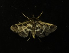Diasemiodes janassialis