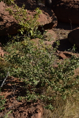 Afrocanthium gilfillanii