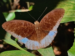 Tanaecia iapis