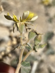 Mentzelia oreophila