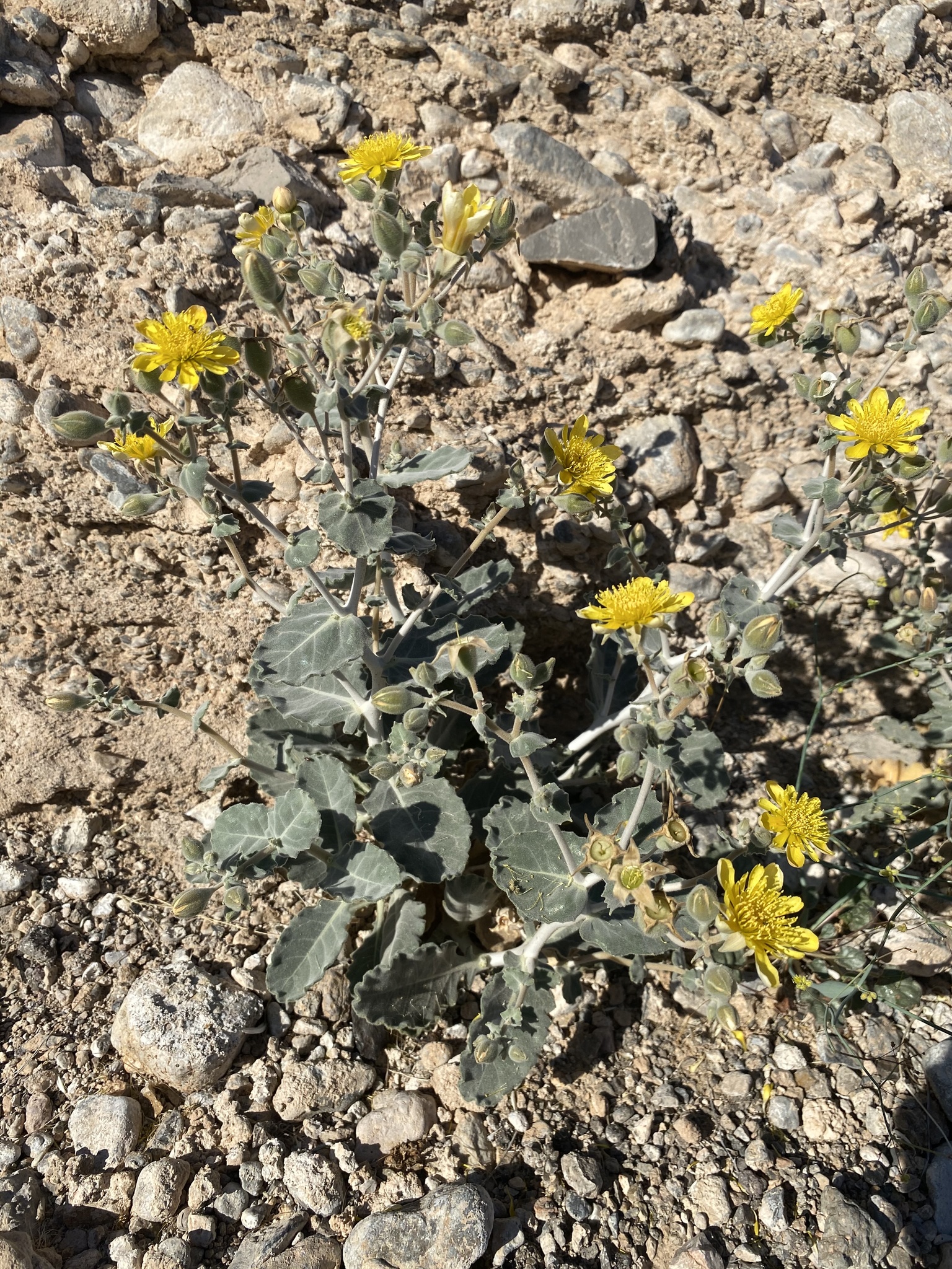 Mentzelia oreophila