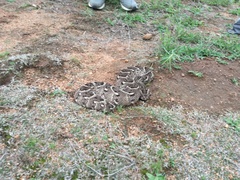 Bitis arietans arietans