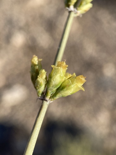 Death Valley jointfir (Ephedra funerea)