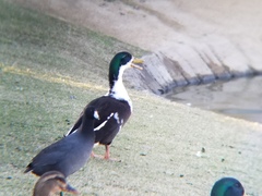 Anas platyrhynchos domesticus
