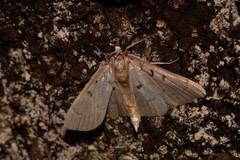 Protonoceras eucosma