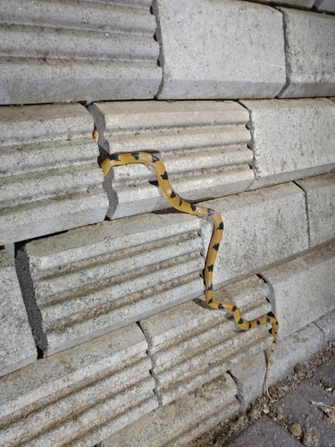 Photo of a Tiger Cat Snake (Telescopus semiannulatus)