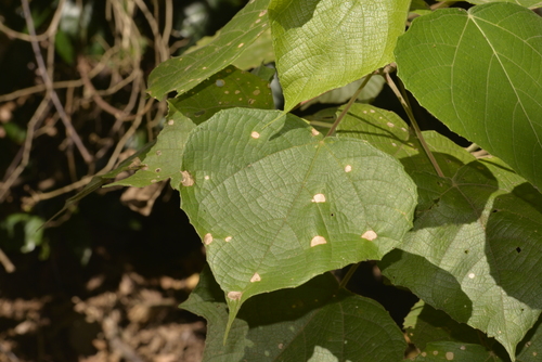 Macaranga involucrata observed 2021-04-13