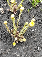 Tussilago farfara