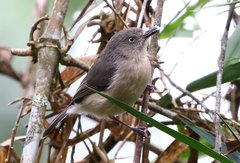 Newtonia brunneicauda