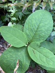 Chloranthus serratus
