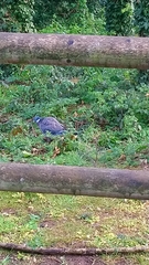 Columba palumbus