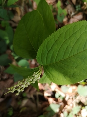 Chloranthus serratus