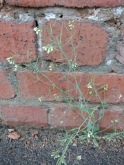 Arabidopsis thaliana