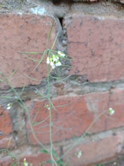 Arabidopsis thaliana