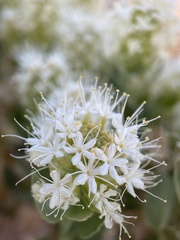 Petalonyx parryi