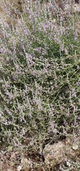 Teucrium creticum