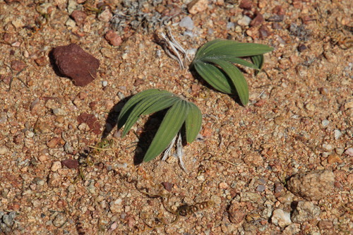 Image of Babiana curviscapa by (c) Tony Rebelo, some rights reserved (CC BY-SA)