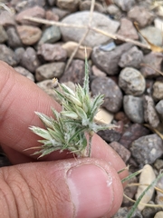 Dasyochloa pulchella