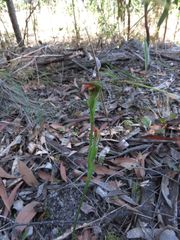 Pterostylis rubescens