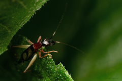 Cranistus colliurides