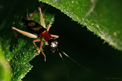 Cranistus colliurides