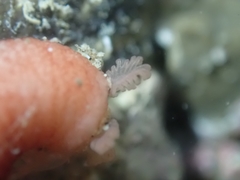 Taeniogyrus dunedinensis