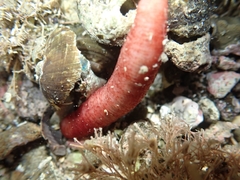 Taeniogyrus dunedinensis