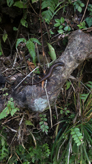 Sphenomorphus indicus