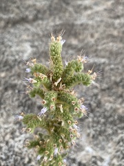 Phacelia palmeri