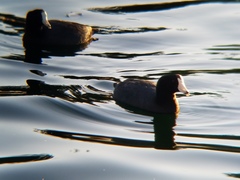 Fulica americana