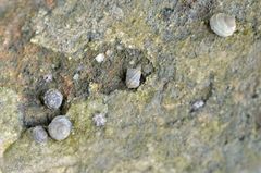 Littorina brevicula