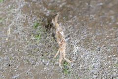 Hemigrapsus penicillatus