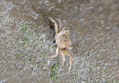 Hemigrapsus penicillatus