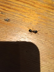 Camponotus bertolonii