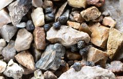 Littorina brevicula