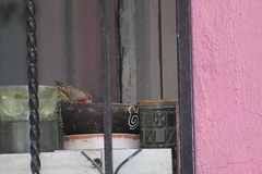 Haemorhous mexicanus