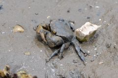 Hemigrapsus penicillatus